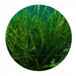 Spirulina 100g